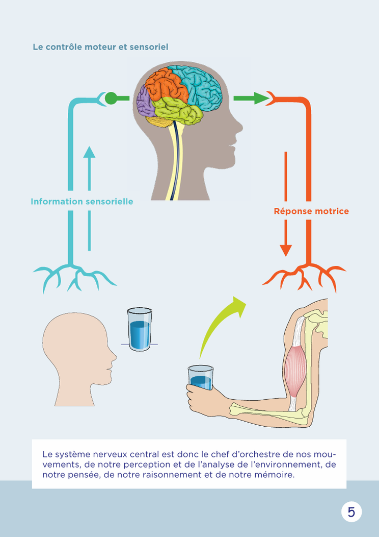 Cerveau de l'enfant et de l'adolescent. Neurosciences. Livre gratuit cerveau. ICM. Institut du cerveau. PDF gratuit. Comprendre le cerveau. Jeux sur le cerveau.