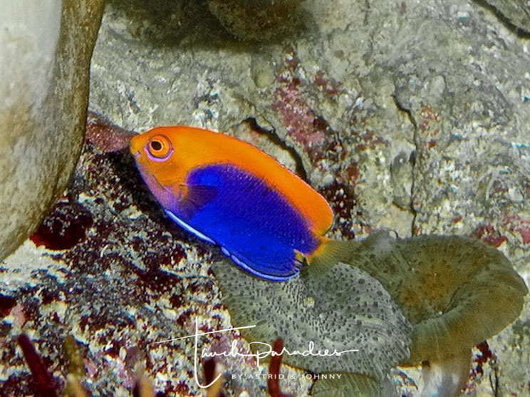 Kaiserfische Tauchparadies Bali Indonesien Hurghada Agypten Malediven Embudu Tauchen Riffuhrer Hai Urlaub