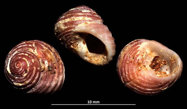 Homalopoma sanguineum, Sant'Agostino (Civitavecchia, RM)