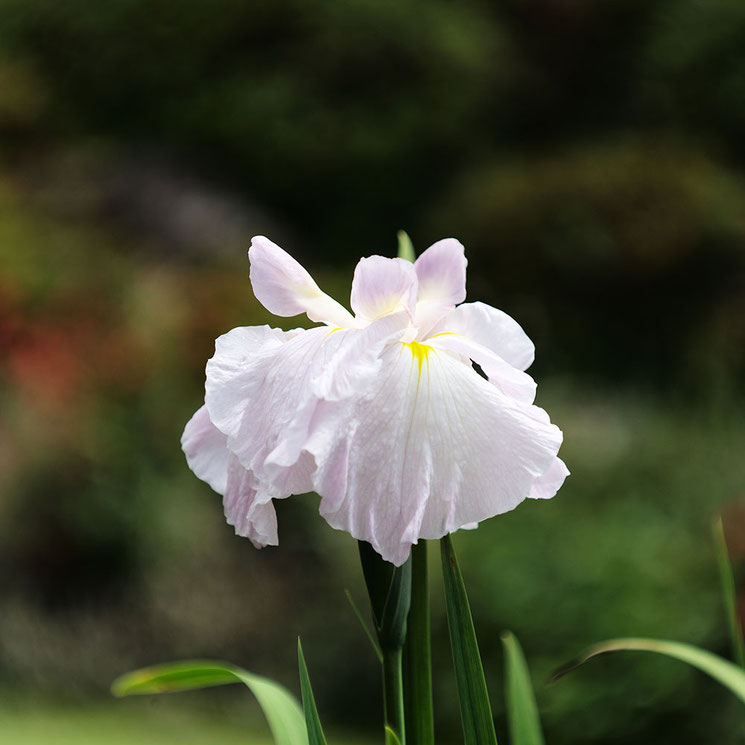 Leica M-P ライカ タンバールM F2.2/90mmLeica Thambar M F2.2/90mm 花菖蒲