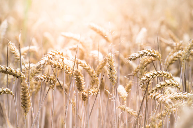 Getreide Gluten Weizen Kinderwunsch Zöliakie Unfruchtbar schwanger werden