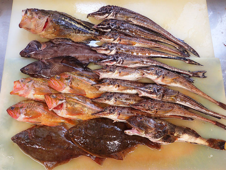 羅臼　未利用魚