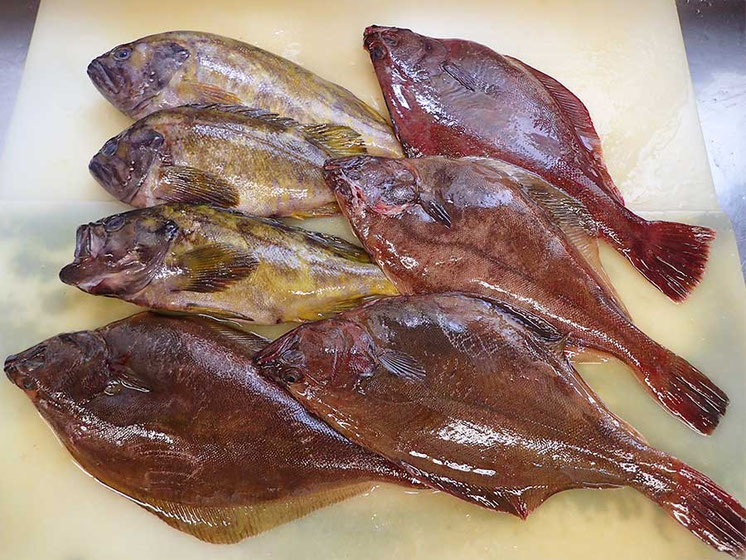 羅臼　高級魚
