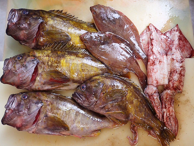 北海道　未利用魚　アオゾイ」