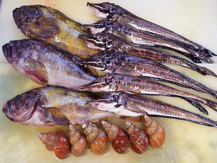 羅臼　高級魚