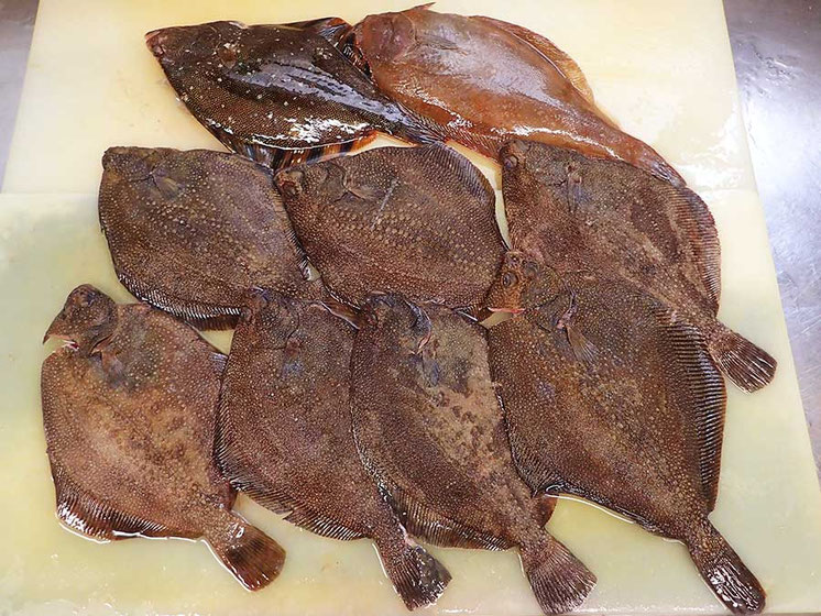 今年最初の天然地魚到着です。どの魚も美味しいお寿司に変身します。