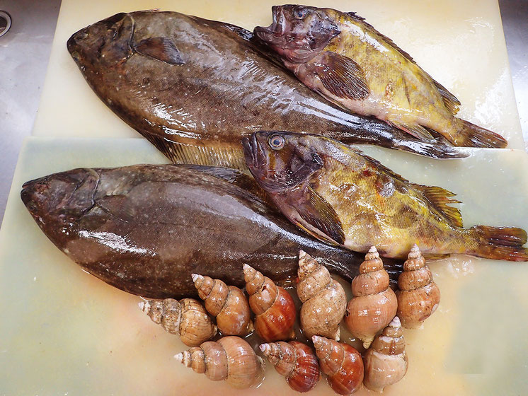 知床　羅臼　高級魚