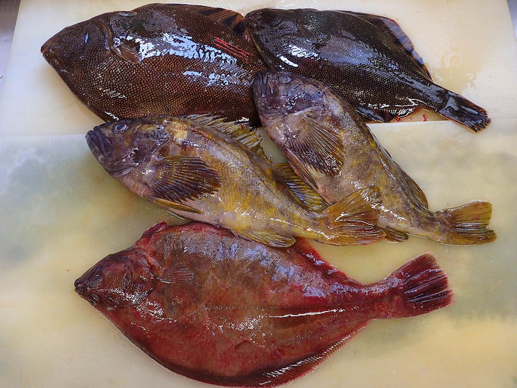 羅臼　高級魚