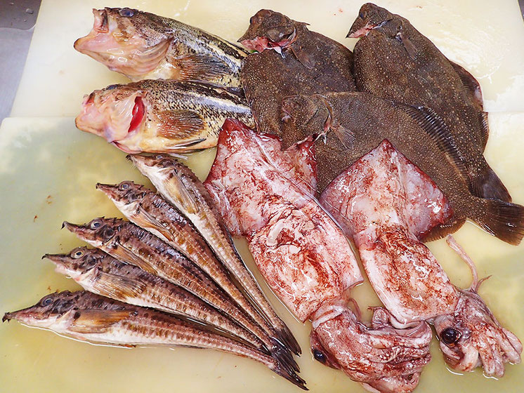 羅臼から届いた新鮮地魚です。直送だから鮮度最高です！