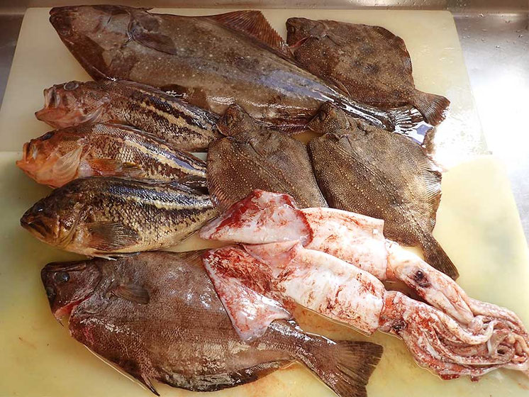 羅臼から産地直送の新鮮地魚届きました。新鮮なさなかで美味しいお寿司を出前します！