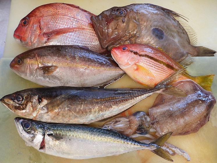 高級寿司　仕込　地魚