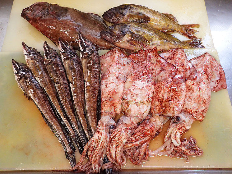 北海道の羅臼町からの産地直送品！新鮮で美味しい魚ばかりです！