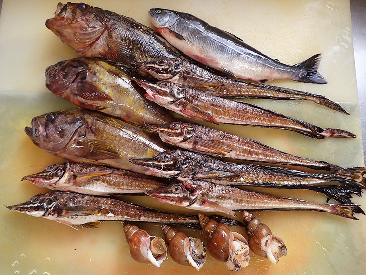 高級魚　羅臼　寿司　出前