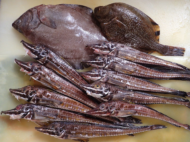 羅臼産の天然地魚　産地直送です！