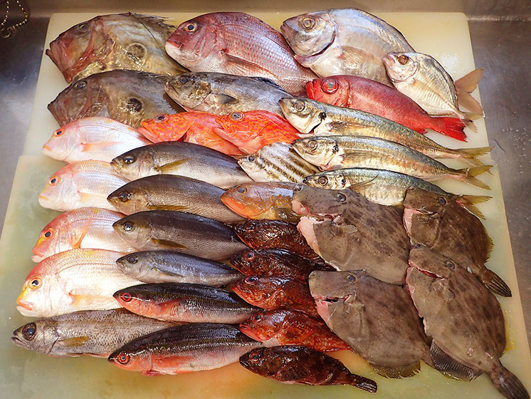 五島列島の魚　未利用魚
