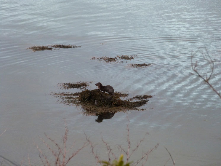 otter, Isle of Islay, Scotland