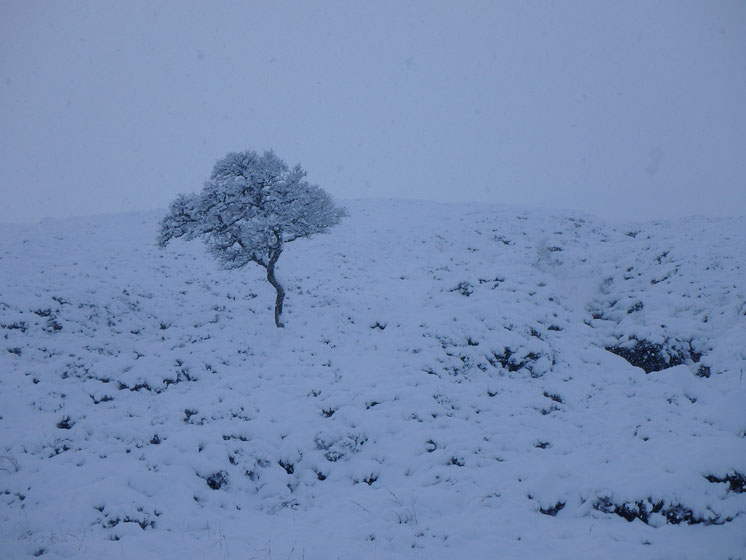 A lonely tree in snow, Rannoch Moor, West Highland Way in December
