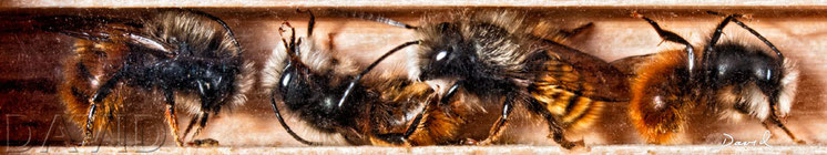 Gehörnte Mauerbiene Osmia cornuta Schlaf Übernachtung insect nesting aid insect hotel hornfaced bee male