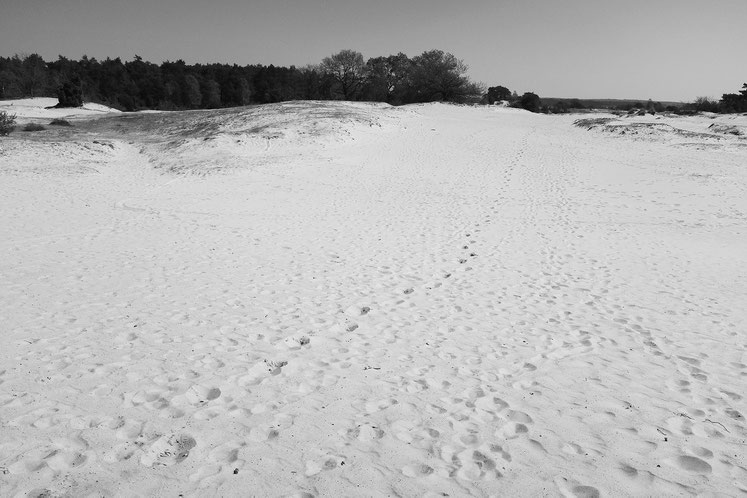 Kootwijkerzand, Gelderland, Apeldoorn, Flugsand, Wüste, Niederlande, Veluwe, Kootwijk, Radio Kootwijk, Netherlands, desert,