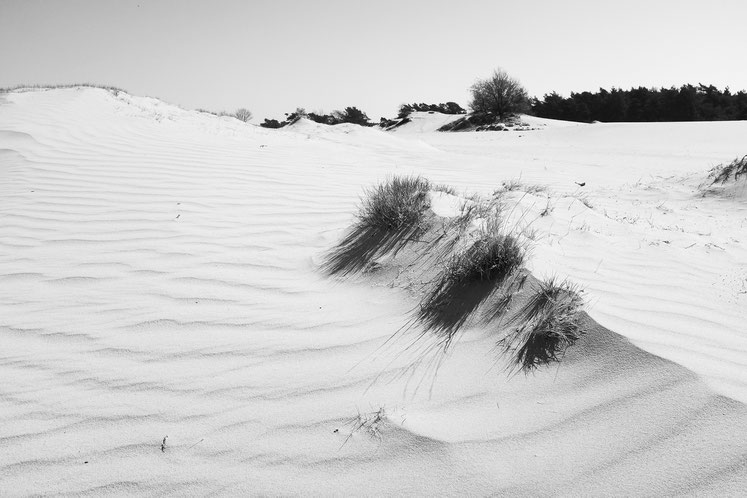 Kootwijkerzand, Gelderland, Apeldoorn, Flugsand, Wüste, Niederlande, Veluwe, Kootwijk, Radio Kootwijk,