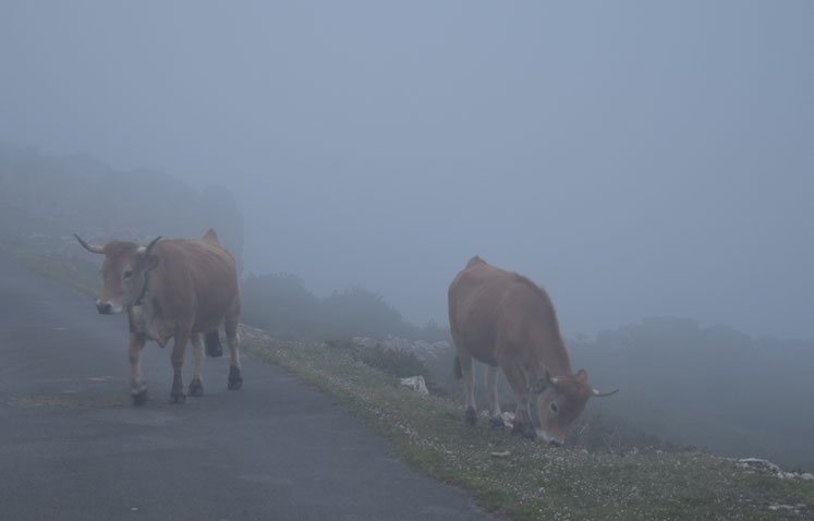 Picos de Europa