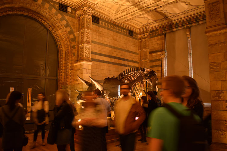 Triceratops, Natural History Museum