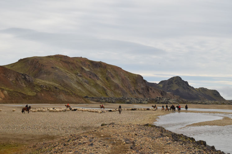 Sheep round-up, Landmannalaugar