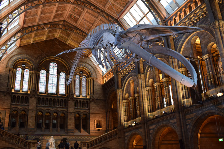Blue whale skeleton, London's Natural History Museum