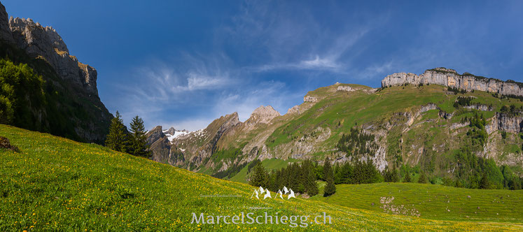 Seealpsee. Panorama, Alpstein, Säntis, Schäfler, Ebenanlp, Appenzell, Appenzellerland, Marcel Schiegg, Blumenwiese, Frühling