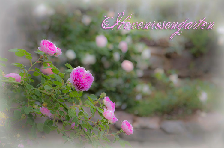 Hexenrosengarten Rosen Geschwinds Orden