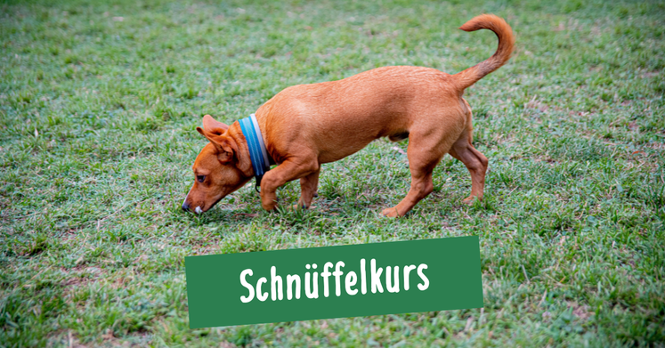 Hundetrainerin und Hundebesitzer machen im Kurs in der Hundeschule in Hamburg Altona eine Übung mit dem Hund