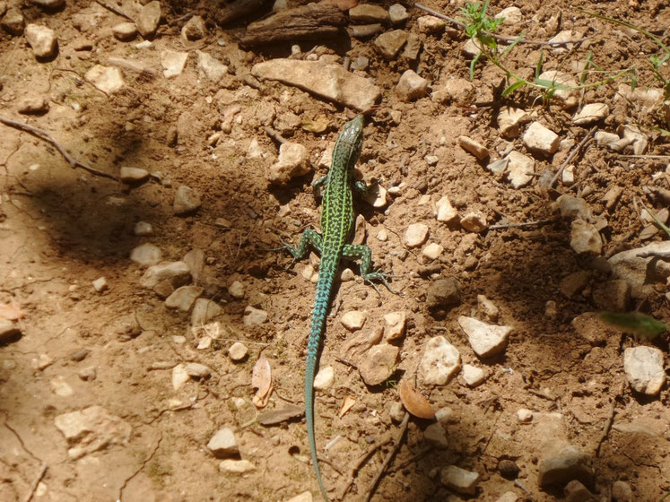 Petra Bosshard-Zwerenz - Erde und Salamander, Foto 05.2018