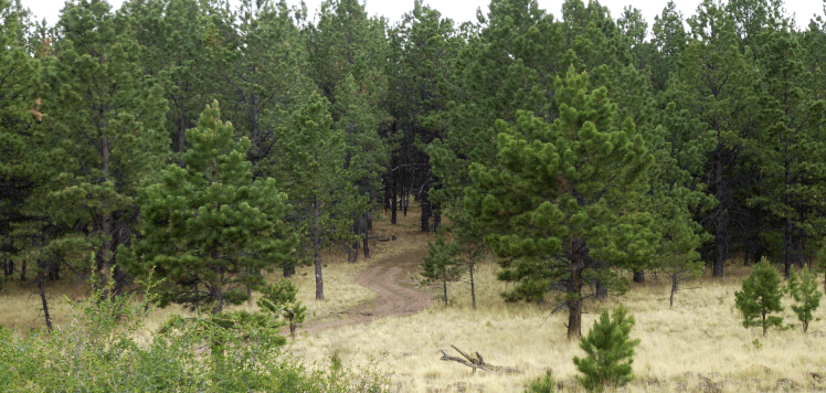 Ponderosa, Mount Taylor, CDT, Continental Divide Trail, hike, hiking