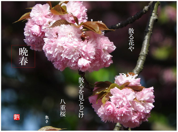 八重桜（やえざくら）散策路　2016/04/22作句　撮影