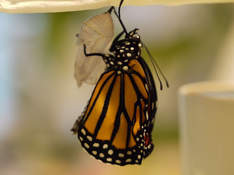 翅を乾かしている Monarch