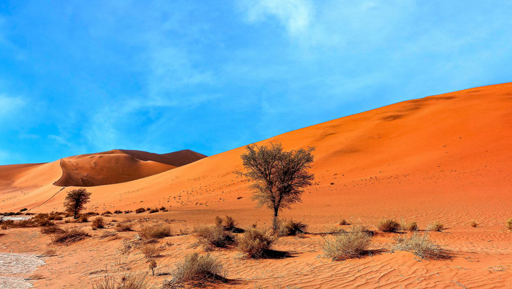 Végétation dunaire, Dunes du Namib