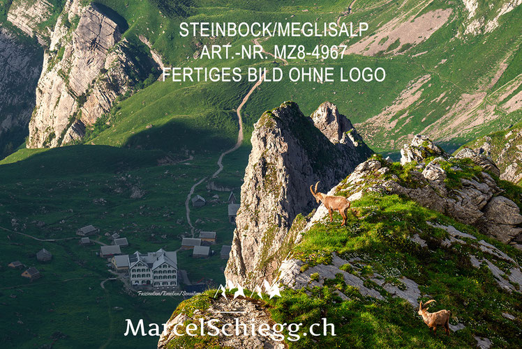 Marcel Schiegg, Meglisalp, Berggasthaus Meglisalp, Steinbock, Alpensteinbock