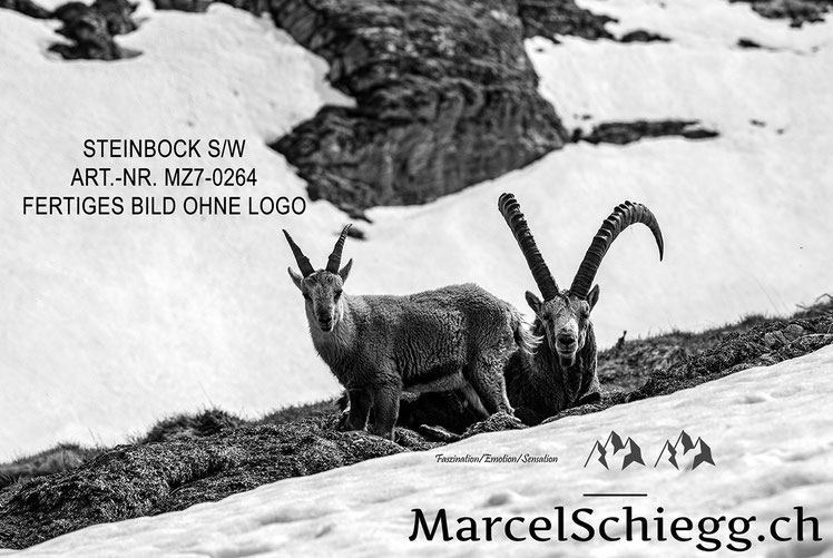Marcel Schiegg, Alpensteinbock, Steinbock, schwarz-weiss