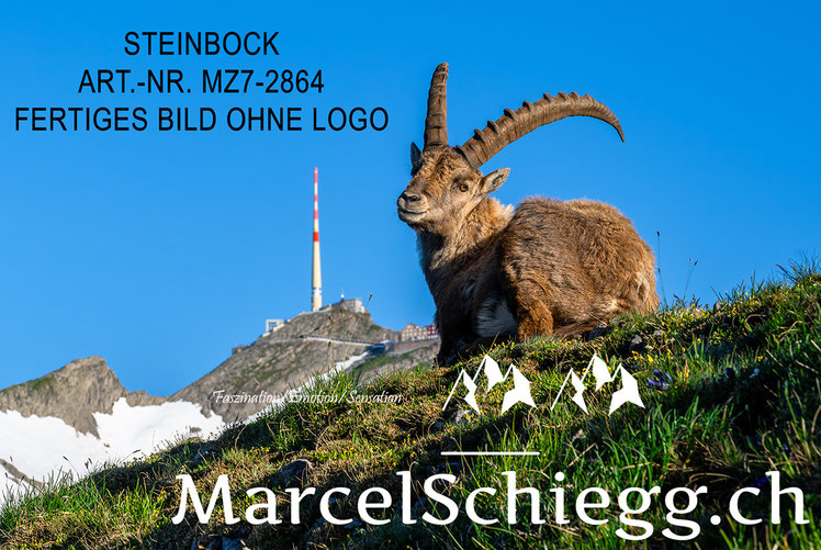 Säntis, Alter Säntis, Steinbock, Säntis der Berg