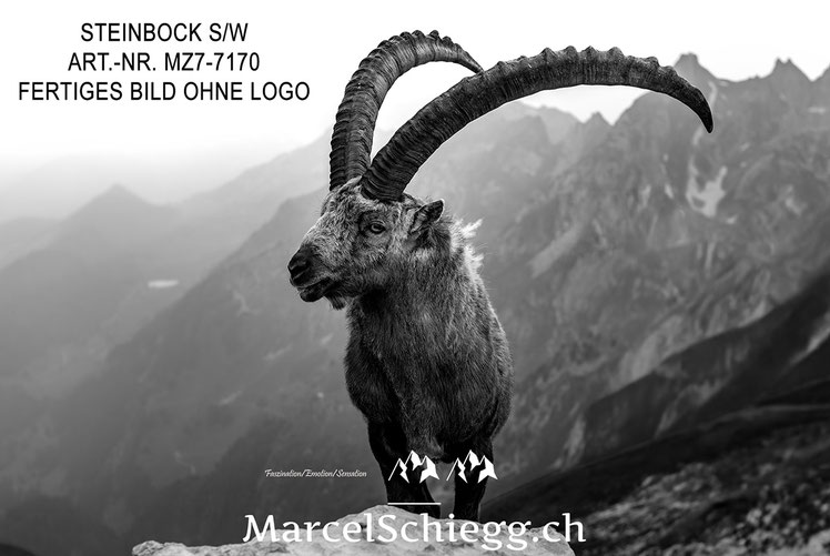 Marcel Schiegg, Alpensteinbock, Steinbock, schwarz-weiss