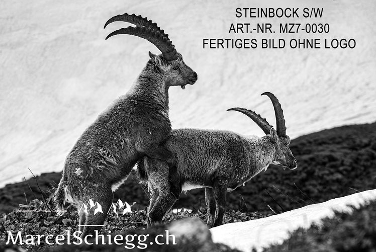 Marcel Schiegg, Alpensteinbock, Steinbock, schwarz-weiss
