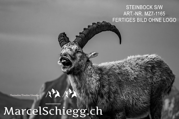 Marcel Schiegg, Alpensteinbock, Steinbock, schwarz-weiss