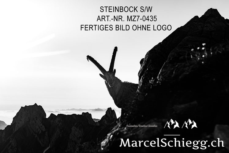 Marcel Schiegg, Alpensteinbock, Steinbock, schwarz-weiss