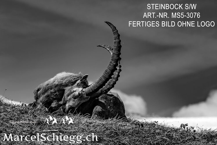 Marcel Schiegg, Alpensteinbock, Steinbock, schwarz-weiss