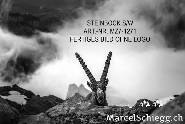 Marcel Schiegg, Alpensteinbock, Steinbock, schwarz-weiss