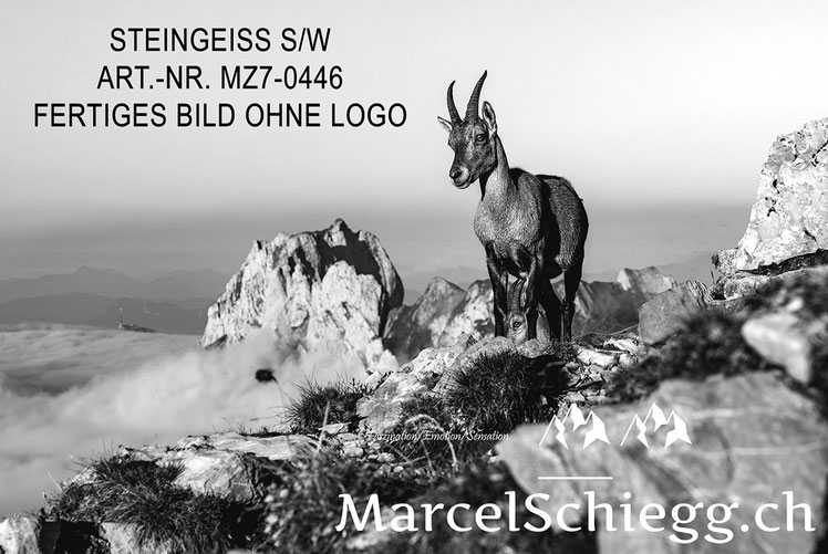 Wandbild, Steingeiss, schwarz-weiss