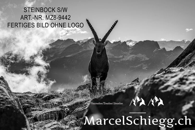 Marcel Schiegg, Alpensteinbock, Steinbock, schwarz-weiss