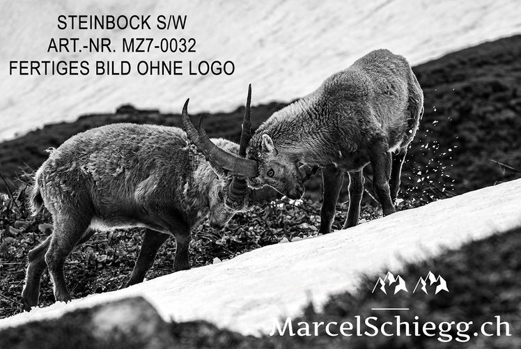 Marcel Schiegg, Alpensteinbock, Steinbock, schwarz-weiss
