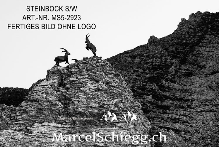 Marcel Schiegg, Alpensteinbock, Steinbock, schwarz-weiss