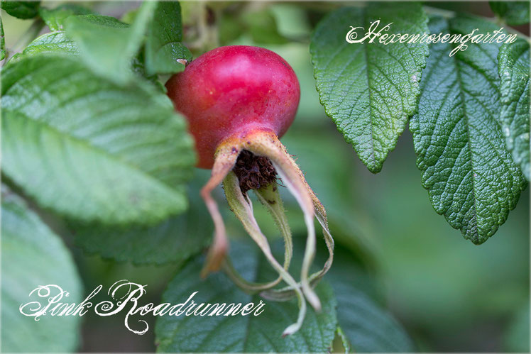 Rosen Rosenblog Hexenrosengarten Kordes Uhl Rugosa Pink Roadrunner Rosiger Adventskalender